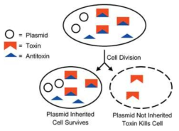 Toxin-antitoxin system에 의한 plasmid 생존 전략
