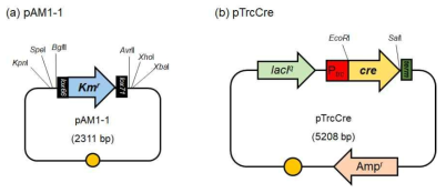 Plasmids for markerless gene disruption system in DH-1 strain