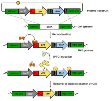 pLacCre를 활용한 ackA gene deletion 과정