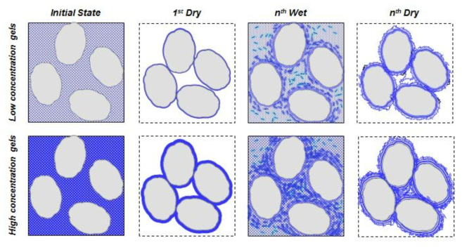 반복 건조-습윤(cyclic drying-wetting)에 따른 바이오폴리머-모래 구조 변화에 대한 모델 제시.
