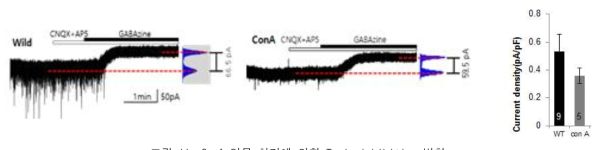 ConA 약물 처리에 의한 Tonic inhibition 변화