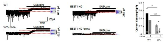 정상과 mBEST1 KO 생쥐에서의 tonic inhibition의 차이