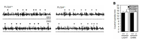 정상생쥐 및 PLCbeta4 KO 생쥐에서 넌렘수면동안 관찰된 수면방추파