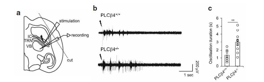 정상생쥐와 KO 생쥐의 oscillation 차이