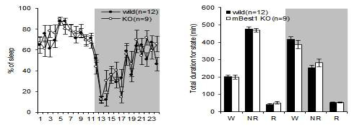 정상 생쥐와 mBEST1 KO 생쥐의 수면 패턴 비교