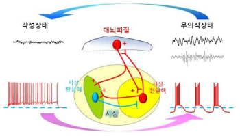 각성 상태에 따른 시상-대뇌피질 회로의 변화