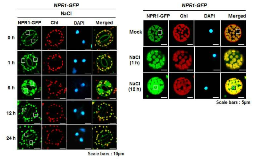 고염분 스트레스를 처리한 담배잎의 공변세포와 protoplast에서 NPR1 단백질의 신호전달 과정