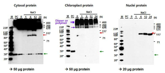 고염분 스트레스를 처리한 담배잎의 세포질, 엽록체 핵 단백질에서 NPR1의 oligomer와 monomer의 변화