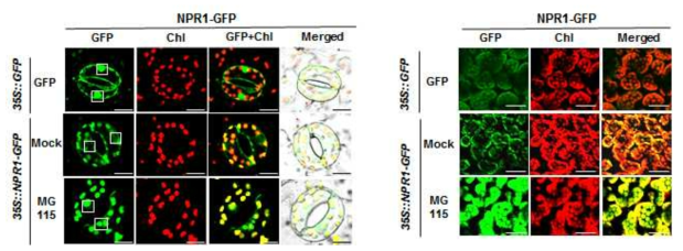 기공과 엽육세포에서 MG115 처리 후 NPR1 단백질의 축적