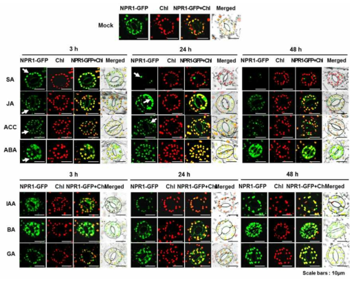 담배 잎의 공변세포에서 식물 호르몬 SA, JA, ACC, ABA, IAA, BA, GA 처리 이후 NPR1의 이동