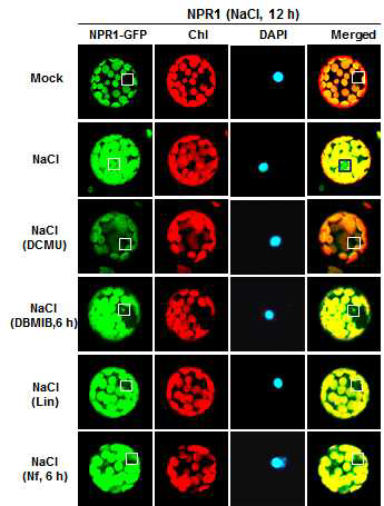 담배 잎의 protoplast에서 고염분 스트레스와 광합성 억제제 처리 후 NPR1 단백질의 핵으로의 이동