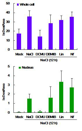 고염분 스트레스와 광합성 억제제 처리 후 NPR1 단백질의 Fluorescence intensity