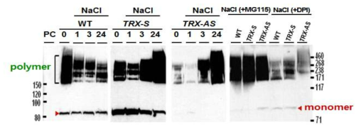 Thioredoxin h 유전자 발현 변화에 의한 BY2 세포내 NPR1의 oligomer와 monomer의 변화와 MG115와 Diphenyleneiodonium chloride (DPI) 처리에 의한 NPR1 단백질의 변화