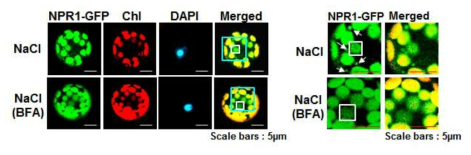 담배의 protoplast에 소포체로부터 수송을 억제시키는 brefeldin A (BFA)를 처리한 후 NPR1-GFP 단백질의 이동