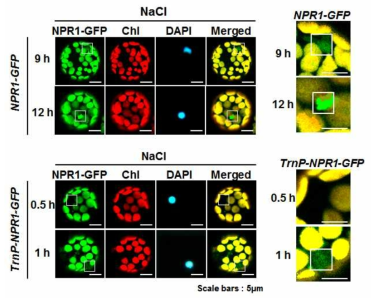 고염분 스트레스 처리 후 transit peptide(TrnP)-NPR1 단백질의 이동