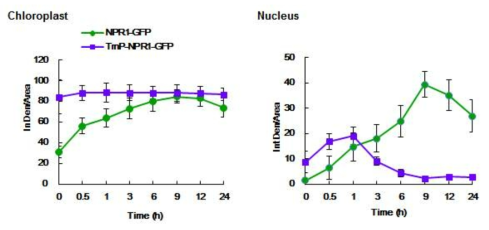 고염분 스트레스 처리 후 transit peptide(TrnP)-NPR1-GFP의 Fluorescence intensity