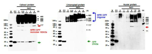 고염분 스트레스를 처리한 Trnp-NPR1-GFP의 세포질, 엽록체 핵 단백질에서 NPR1의 oligomer와 monomer의 변화