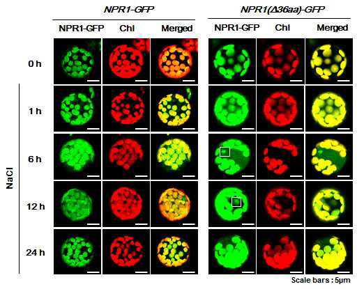 고염분 스트레스 처리 후 NPR1(Δ36aa)-GFP 이동