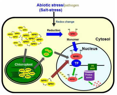 NPR1 단백질의 고염분 스트레스에 의한 retrograde signaling의 새로운 모델 제안