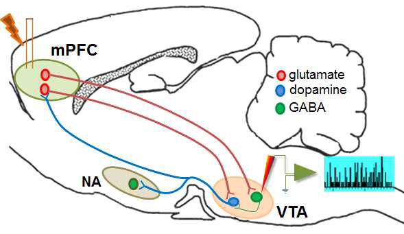 전전두엽피질(medial prefrontal cortex; mPFC)과 복측피개영역(ventral tegmental area; VTA) 간의 신경망에서 전정두엽피질 자극에 의한 복측피개영역 신경세포의 기록 모식도