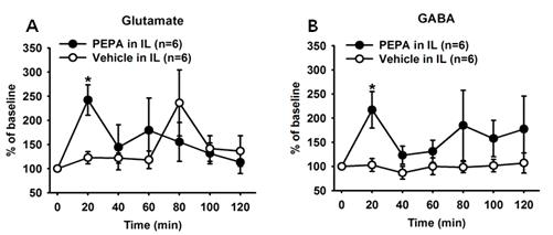 Activation of the IL by PEPA, an AMPA receptor agonist, increases the extracellular levels of glutamate and GABA in the VTA.