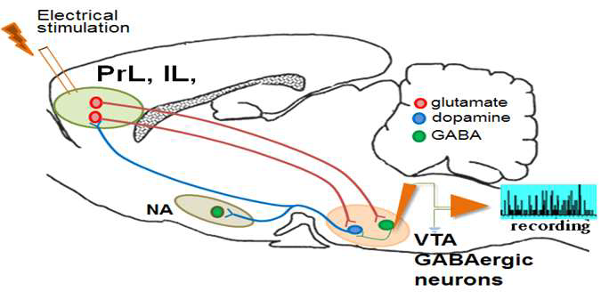 영역과 PrL 영역의 전기가극 후 VTA 영역의 GABA 뉴론의 흥분성 기록에 대한 실험모식도