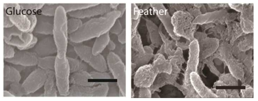 전자현미경(SEM)을 활용한 glucose(좌) 및 native feather(우)를 첨가한 배지에서 배양한 AW-1 균체의 세포형태 비교 결과