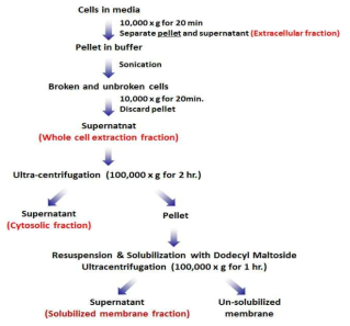 F. islandicum AW-1의 subcellular fractionation 모식도