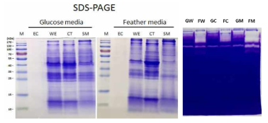 분획한 단백질의 SDS-PAGE(좌)와 zymography(우)를 통한 분석