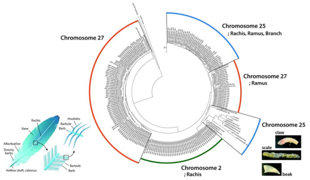 G. gallus 유래 케라틴 단백질들의 아미노산 서열 기반 phylogenetic tree