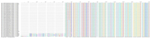 G. gallus 2번 chromosome의 케라틴 단백질들 아미노산 서열 기반 상동성 비교 분석