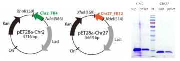 G. gallus 유래 Chr2 및 Chr27의 재조합 발현벡터(좌) 및 발현 결과(우)