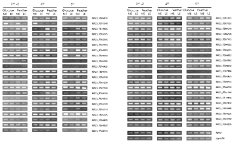 F. islandicum AW-1 유래 53종 protease에 대한 RT-PCR 결과