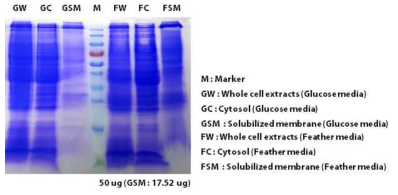 분획한 단백질의 확인을 위한 SDS-PAGE 분석 결과