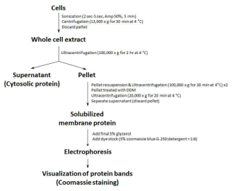Blue-native PAGE를 위한 단백체 정제 및 실험방법 모식도