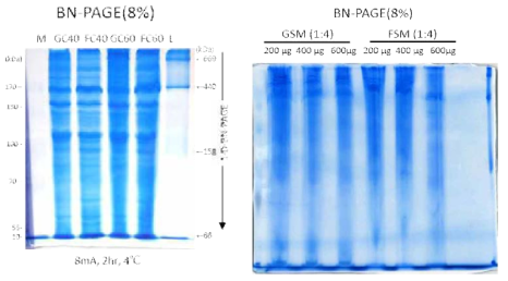 F. islandicum AW-1 유래 분획 단백질을 이용한 BN-PAGE