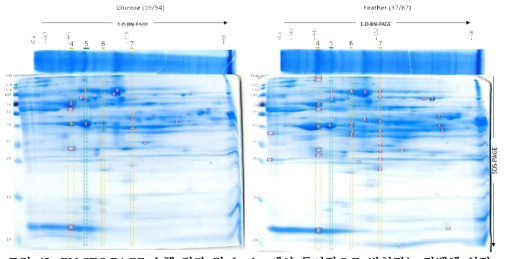 BN-SDS-PAGE 수행 결과 및 feather에서 특이적으로 발현되는 단백체 선정