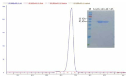 Cysteine desulfurase의 gel filtration 정제 후 SDS-PAGE 확인 결과