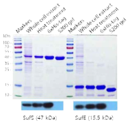 Cysteine desulfurase의 정제를 확인한 SDS-PAGE 및 western blot 분석 결과
