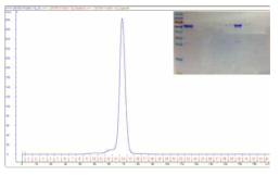 Thermostable carboxypeptidase의 gel filtration 정제 후 SDS-PAGE 확인 결과