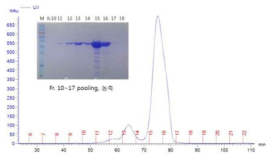 Thioredoxin-disulfide reductase의 gel filtration 정제 후 SDS-PAGE 확인 결과