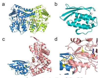 Cysteine desulfurase의 구조 분석