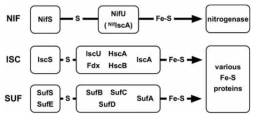 Gram-negative bacteria의 Suf system