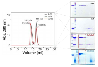 F. islandicum AW-1 유래 cysteine desulfurase와 SufE의 complex 확인