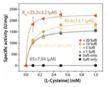 SufE를 첨가하였을 때 cysteine desulfurase의 활성 측정