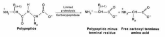 Thermostable carboxypeptidase 반응 기작의 모식도