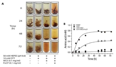 Carboxypeptidase의 케라틴 분해활성 측정