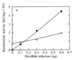 Disulfide reductase 첨가 시(●) / 미첨가시(○), protease의 케라틴 분해 활성
