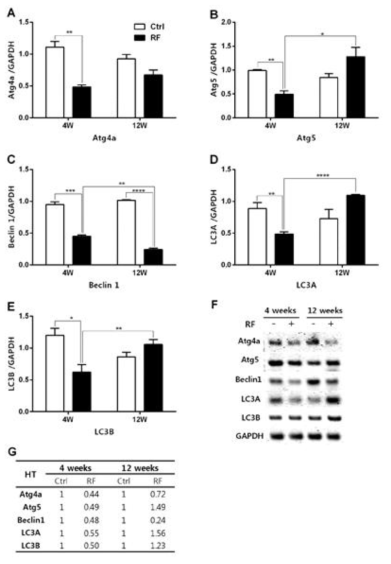 Expression of autophagy genes in the hypothalamus of mice following 835MHz RF exposure.