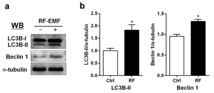 Protein expression of LC3B-II and Beclin1 in the cerebral cortex of RF-EMF exposure.